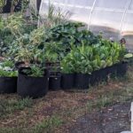 Can You Grow Tobacco In UK?