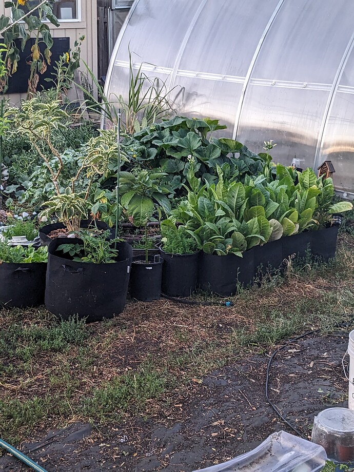 Green tobacco plants growing in a small greenhouse in the UK.